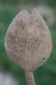 Antique Carved Handmade Wooden Spoon Natural Patina 223 Primitives photo 3