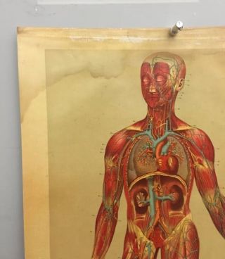 Vintage Antique 1885 Yaggy ' S Anatomical Study Medical Human Body Muscles Nerves photo