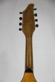 Vintage 1920 ' S Mandolin Project With Engraved Headstock Stromberg Voisinet Built String photo 4