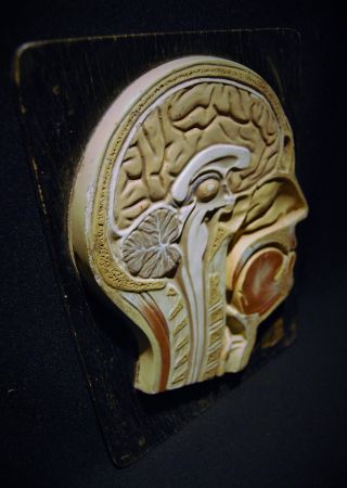 Antique Plaster Head Anatomy Model photo
