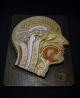 Antique Plaster Head Anatomy Model Other Medical Antiques photo 2