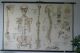 1950s Medical School Chart Of Trhe Human Skeleton On Card Other Science/ Medicine photo 1