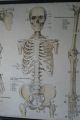 1950s Medical School Chart Of Trhe Human Skeleton On Card Other Science/ Medicine photo 2