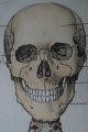 1950s Medical School Chart Of Trhe Human Skeleton On Card Other Science/ Medicine photo 3