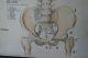 1950s Medical School Chart Of Trhe Human Skeleton On Card Other Science/ Medicine photo 4