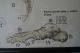 1950s Medical School Chart Of Trhe Human Skeleton On Card Other Science/ Medicine photo 5