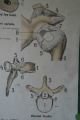 1950s Medical School Chart Of Trhe Human Skeleton On Card Other Science/ Medicine photo 6