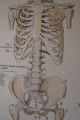 1950s Medical School Chart Of Trhe Human Skeleton On Card Other Science/ Medicine photo 7