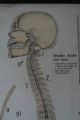 1950s Medical School Chart Of Trhe Human Skeleton On Card Other Science/ Medicine photo 8