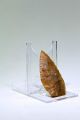 Ex Christie ' S Pre Dynastic Egyptian Stone Spear Head 4000 Bc Egyptian photo 1