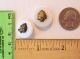 Buttons Victorian White Glass Brass Escutcheon Heads Buttons photo 1