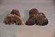 Rare 17th - 18th Century Colonial Spanish Carved Cow Bone Figures The Americas photo 4