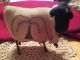 Primitive Stained Willow Tree Sheep With Cheese Cloth And Rusty Pin And Bell Primitives photo 1