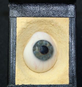 Antique Prosthetic Wwii German Glass Eye Ball Medical Human By Fried & Kohler photo