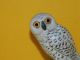Vintage Folk Art Hand Carved Snow,  White Wooden Owl On Branch Mid-Century Modernism photo 3