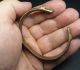 Ancient Viking Bronze Bracelet.  (aaa1).  Cleared.  Snake. Viking photo 1