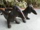 Antique Pair Kayserzinn Dachshund Dog Knife Rests Art Nouveau Pewter Art Nouveau photo 8