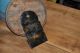Antique 19th Century Primitive Hanging Tin Match Holder Safe Tray Fireplace Primitives photo 5