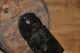 Antique 19th Century Primitive Hanging Tin Match Holder Safe Tray Fireplace Primitives photo 6