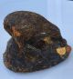 Zealand Kauri Gum Amber Statue Bird Very Rare 3 Pounds Other Antiquities photo 1
