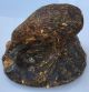 Zealand Kauri Gum Amber Statue Bird Very Rare 3 Pounds Other Antiquities photo 5
