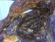 Zealand Kauri Gum Amber Statue Bird Very Rare 3 Pounds Other Antiquities photo 6