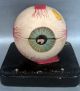 Antique Plaster Eye Model Human Medical Anatomical Oculist Other Antique Decorative Arts photo 6
