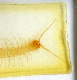 Richard Hancock Whole Insect Microscope Slide: Centipede photo