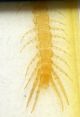 Richard Hancock Whole Insect Microscope Slide: Centipede Other Antique Science Equip photo 1