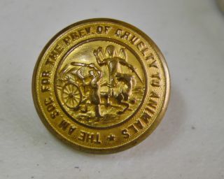 C.  1900 A.  S.  P.  C.  A.  Prevention Of Cruelty To Animals Gilt Coat Button 23mm Scovill photo
