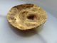 Pure Gold Celtic Lion Head 23/22mm Round Applique Roman photo 4