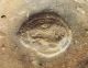 Sasanian Empire,  Bullae Bearing A Seal Impression Of A Lion Couchant To Right Near Eastern photo 1