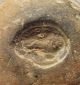 Sasanian Empire,  Bullae Bearing A Seal Impression Of A Lion Couchant To Right Near Eastern photo 3