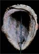 Old Rare Large Bulu Beaded Helmet Mask - Cameroon Other African Antiques photo 4