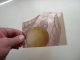 F232 - Antique Stained Glass Window Fragment - An Orange And Leaves - Pink Glass 1900-1940 photo 2