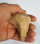 Gorgeous 1 Acheulean Nosed Hand Tool Neolithic Paleolithic Neolithic & Paleolithic photo 2