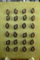 24 Lovely Victorian Vegetable Ivory Buttons On Card - Estate Buttons photo 1