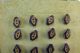 24 Lovely Victorian Vegetable Ivory Buttons On Card - Estate Buttons photo 2