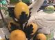 Vtg Petites Choses Lemon Stand Holder Display Toleware photo 3