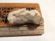 Nicoya Stone Bird Face Pendant Rare Style Pre - Columbian Ancient Artifact Mayan The Americas photo 5