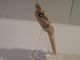 Nicoya Axe God Pendant Rare Style Pre - Columbian Archaic Ancient Artifact Mayan The Americas photo 4