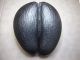 Coco De Mer Seychelles 24 Cm By 29 Cm Other African Antiques photo 1