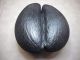 Coco De Mer Seychelles 24 Cm By 29 Cm Other African Antiques photo 3