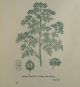 Herbal Civil War Drug Recipes Medical Pharmacy Nursing Treatment Medicine Botany Other Antique Apothecary photo 6