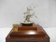 The Tree Of The Plum Of Virgin Silver.  Bonsai Tree.  A Work Of Mitunori. Other Antique Sterling Silver photo 1