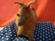 Norma Schneeman Folk Art - Signed - Primitive Small Dog - Cloth Primitives photo 1
