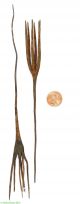 2 Mumuye Torch Currency Forged Iron Nigeria Africa Miniature African Art Other African Antiques photo 2