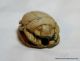 Ancient Egyptian Scarab With Cartouche Of Thutmose Iii,  18th Dynasty 1570 - 1293bc Egyptian photo 6