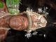 Papuan Gulf Ritual Spirit Polychrome Gope Board Shaman Rite Trophee Shield 10a18 Pacific Islands & Oceania photo 8