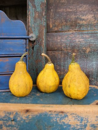 Three Primitive Dried Pear Gourds Dyed Yellow photo